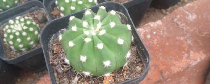 短毛丸和大豪丸的区别 短毛丸有几个品种