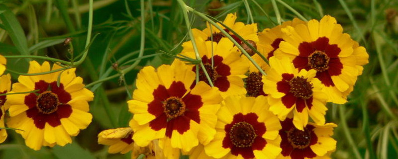 蛇目菊种植方法 蛇目菊盆栽