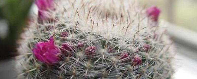 玉翁一年开几次花 玉翁一年开几次花吗