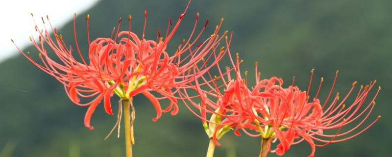 红花石蒜和彼岸花的区别 红花石蒜和彼岸花的区别在哪里