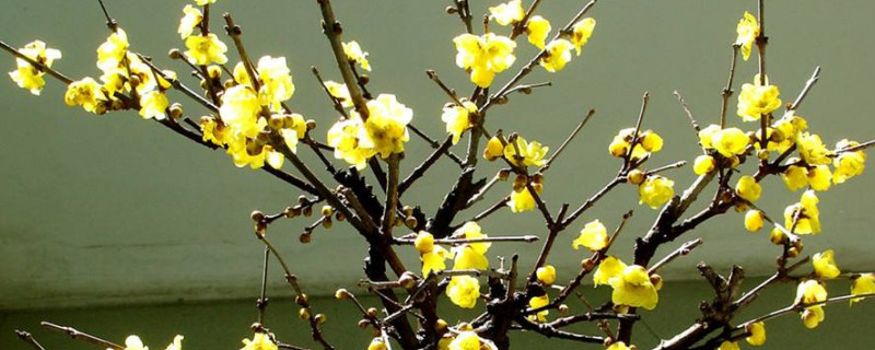 腊梅树什么时候移栽 腊梅树什么时候移栽最合适