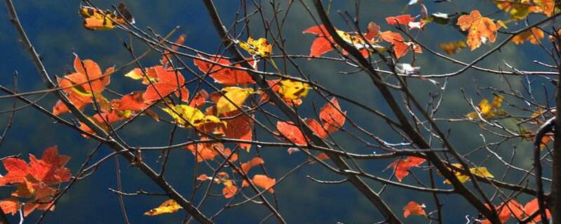 枫香和三角枫的区别（枫香和三角枫的异同）