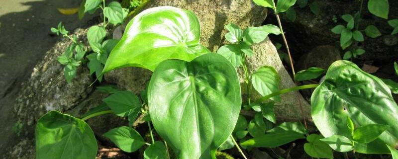 尖尾芋和海芋区别 海芋和尖尾芋的区别