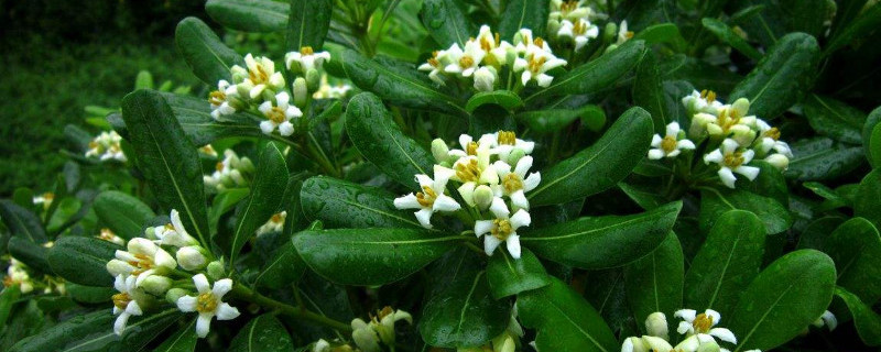 海桐苗的培育方法（海桐苗移栽养护方法）