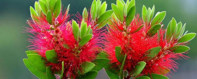 红千层怎么不开花（红千层开几次花）