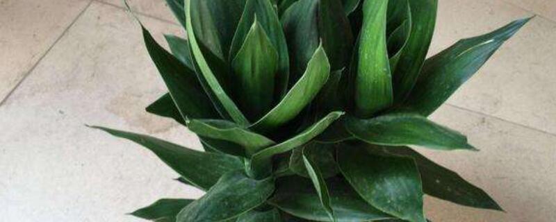 莲花竹为什养三棵 莲花竹为什养三棵呢