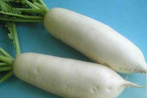 种白萝卜的正确方法