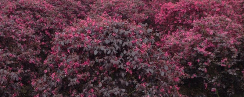 红花继木怎么扦插 红花继木扦插时间和方法