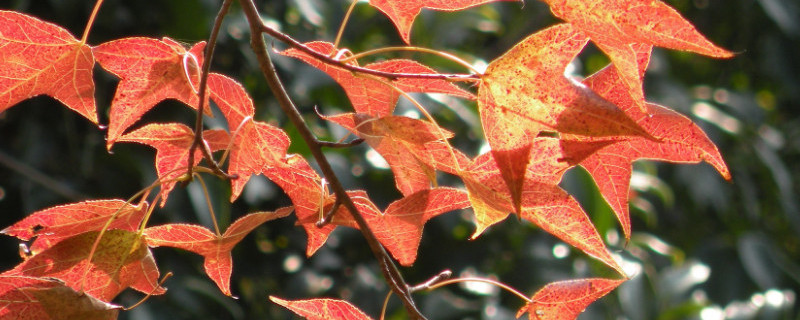 枫香和三角枫的区别 枫香跟三角枫的区别