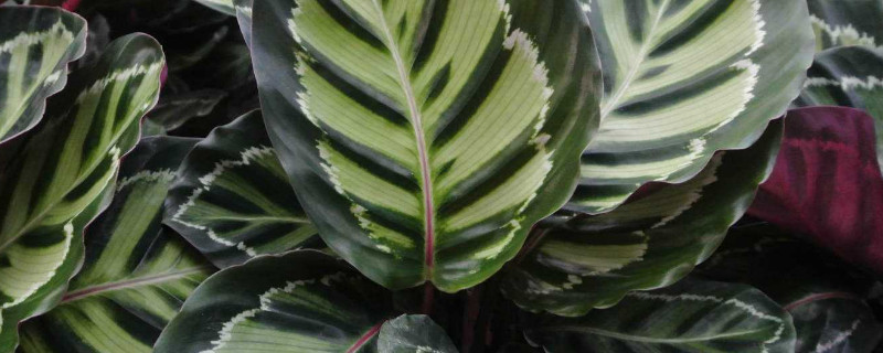 猫眼竹芋怎么换盆 猫眼竹芋换盆的时候需要注意什么