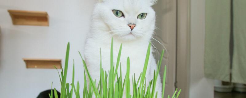 猫草是薄荷吗 猫薄荷和猫草有什么区别的区别