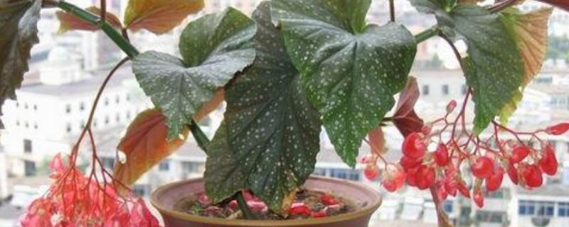 竹节海棠换盆注意事项 竹节海棠换盆注意事项视频