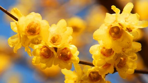 腊梅什么时候移栽