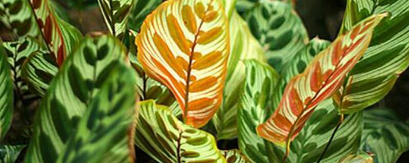 猫眼竹芋怎么换盆（猫眼竹芋换盆后要马上浇水吗）