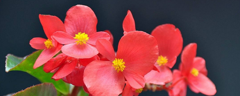 四季海棠有毒吗 四季海棠的风水寓意