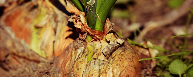 洋葱的种植与栽培技术（洋葱的种植与栽培技术与管理）