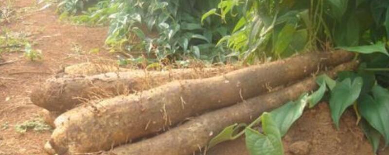 山药浇水规则 山药怎样浇水