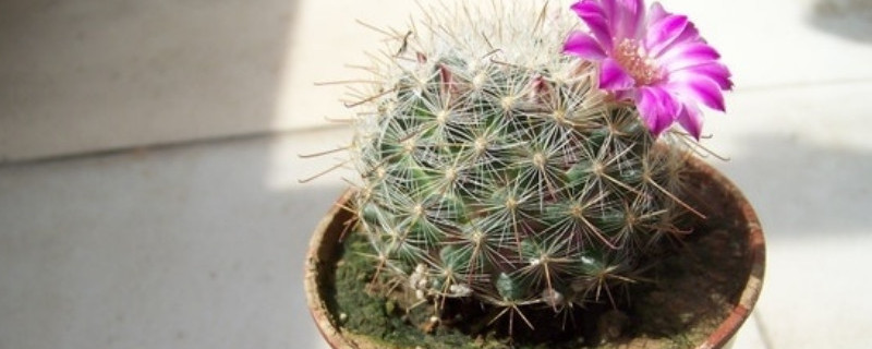 长盛球如何长圆 长盛球图片