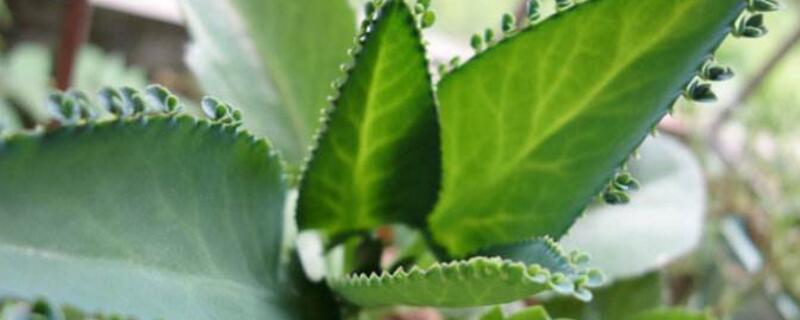 大叶落地生根有毒吗（大叶落地生根有毒吗能养吗）