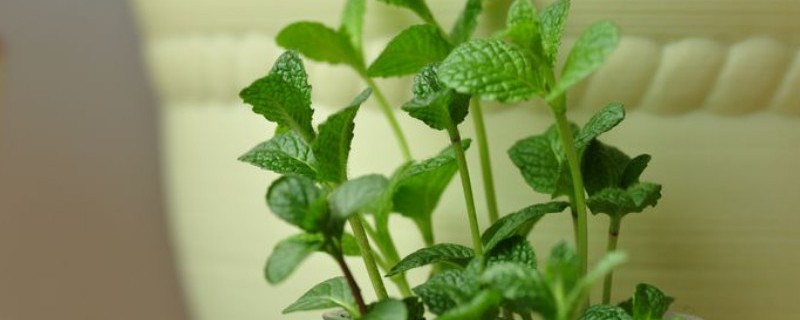 水培薄荷冬天会冻死吗 水培的薄荷冬天会死吗