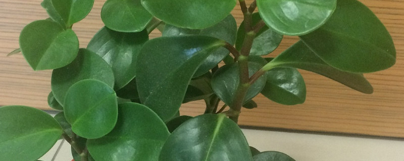 碧玉长出绿条怎么办（碧玉长出了条条是什么）