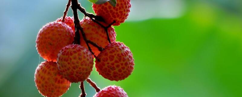 荔枝怎么催花 荔枝催花素应怎样使用
