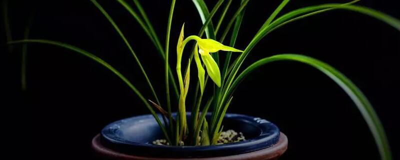 花草四雅指的是什么（花草四雅是哪四种）