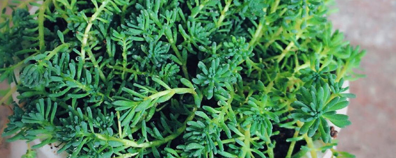 薄雪万年草如何繁殖 薄雪万年草繁殖速度