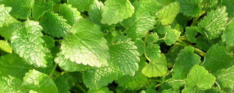 吸毒草耐阴吗 吸毒草怕晒吗