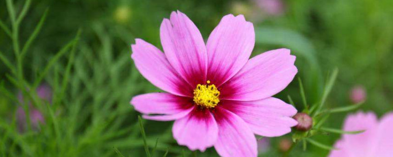 波斯菊发芽后怎么换盆（波斯菊发芽后怎么换盆啊）