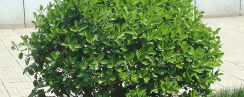 红杨和黄杨什么区别（家里为什么不能栽黄杨）