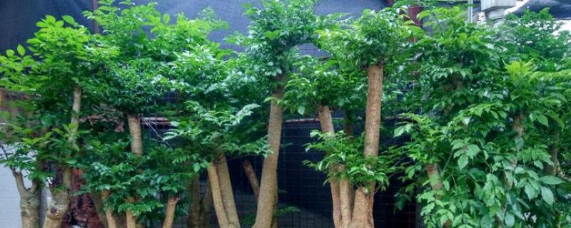 富贵树有几种 富贵树有几种品种