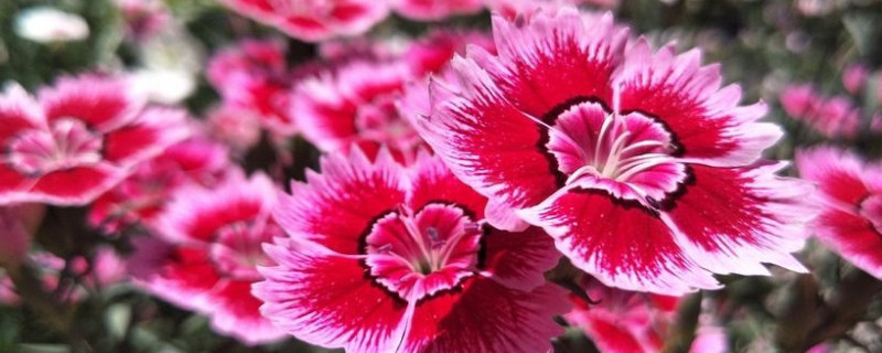 石竹花种子育苗法（石竹花种子育苗法视频）