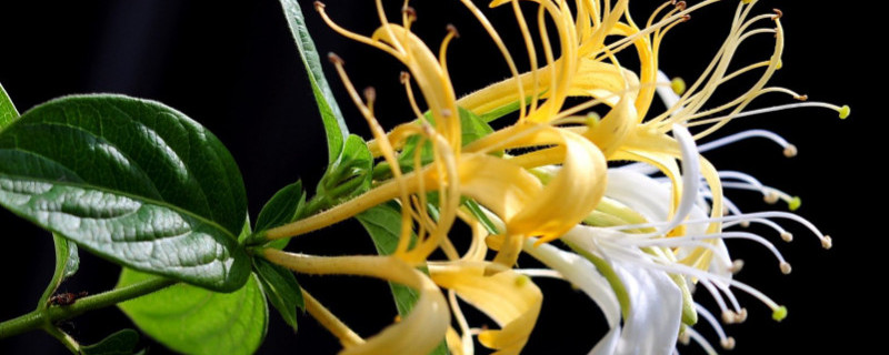 金银花保鲜方法 金银花保鲜方法图解