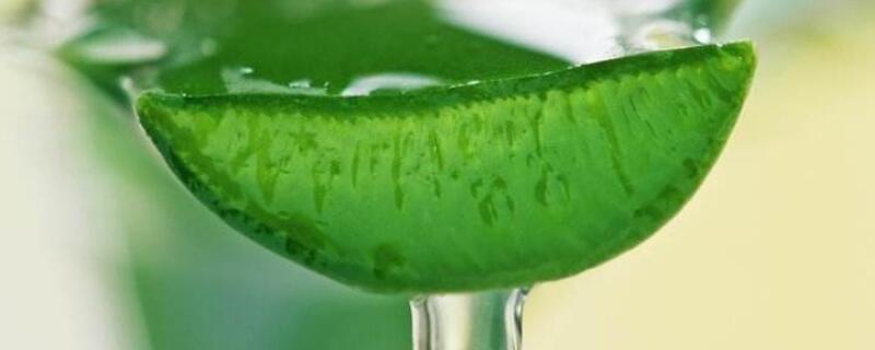 芦荟如何美容 家里的芦荟怎么美容