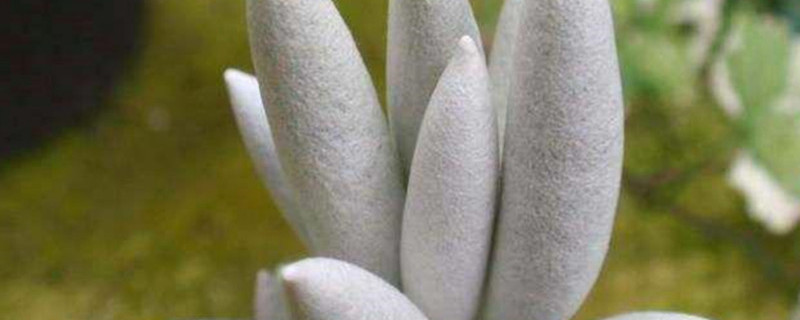 多肉银月叶子突然都皱了（多肉银月叶子发皱）