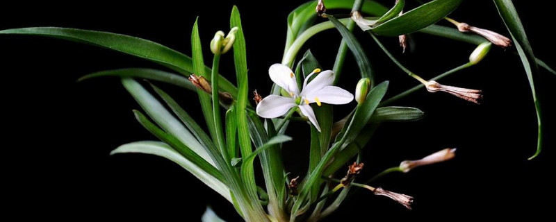 樱花吊兰怎么养开花多（樱花吊兰的养殖方法和注意事项）