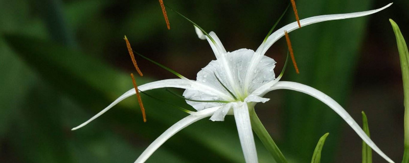 水鬼蕉有毒吗 水鬼蕉有毒吗图片