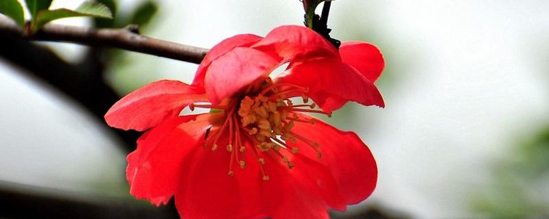 长寿海棠和长寿花区别是什么 长寿花和海棠的区别