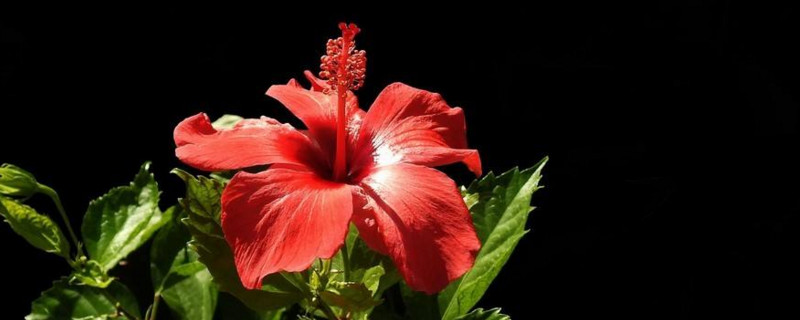 扶桑花怎么浇水 扶桑花怎么浇水不掉花苞