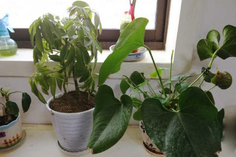 红参叶子能吃吗