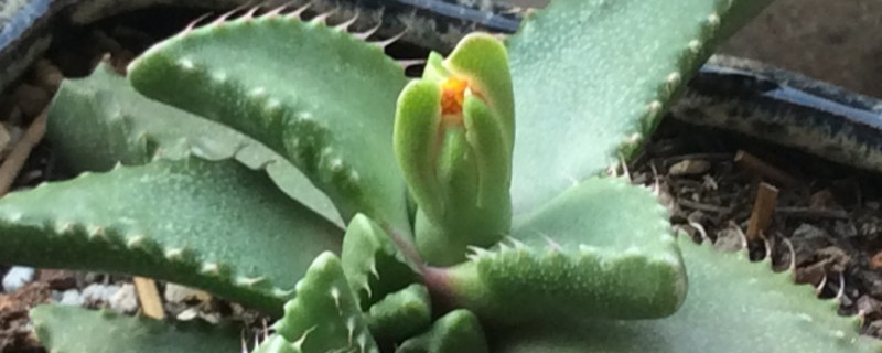 四海波怎么养 四海波怎么繁殖