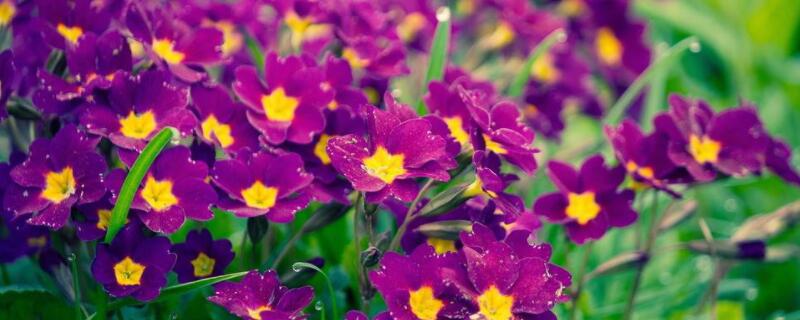 太阳花用深盆还是浅盆（太阳花用深盆还是浅盆养）