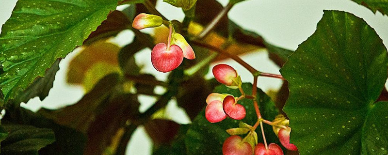 银星海棠怎么能开花 银星海棠怎么能开花不结果