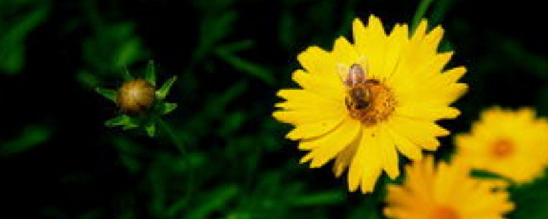 金鸡菊怎么摘心（金盏菊需要摘心吗）