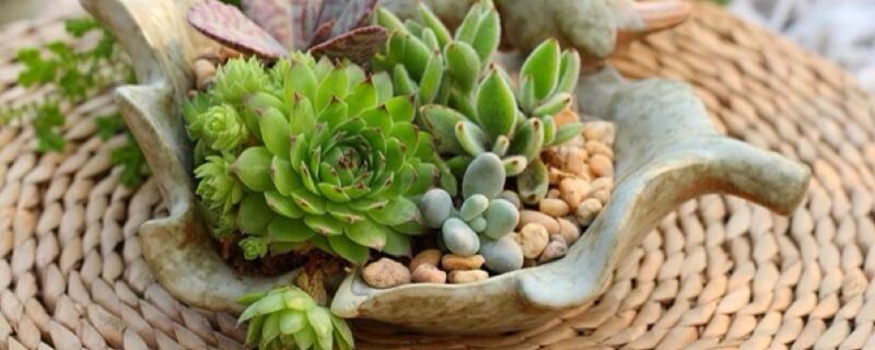 多肉上面的小白虫（多肉上面的小白虫用什么药能打死）