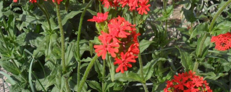 什么是剪秋罗 什么是剪秋罗?剪秋萝像什么