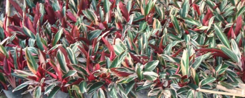 紫背竹芋怎么分盆 紫背竹芋用什么盆最好