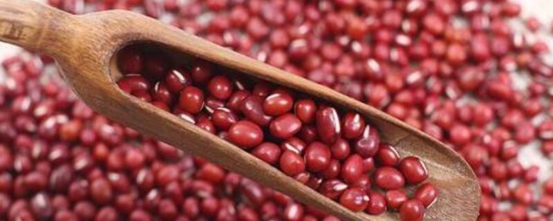 红豆生小黑虫怎么处理（红豆生小黑虫怎么除掉）