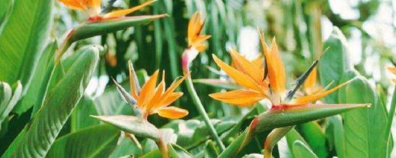 真假鹤望兰对比 真假鹤望兰对比视频